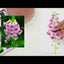 Willow Wolf Watercolor Premium Box